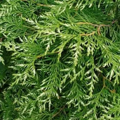 Туя СМАРАГД ВАРИЕГАТА западная в Осиповичах