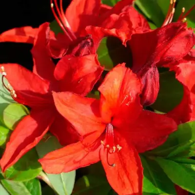 Азалия НАБУКО листопадная в Осиповичах