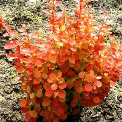 Барбарис ОРАНЖ ФАЙЕР тунберга в Осиповичах