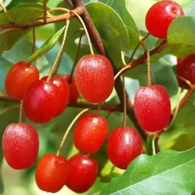 ГУМИ (ЛОХ МНОГОЦВЕТКОВЫЙ) в Осиповичах