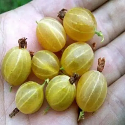 Крыжовник ЯРОВОЙ в Осиповичах