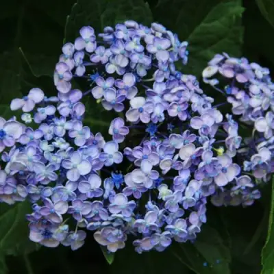 Гортензия АИША крупнолистная  в Осиповичах