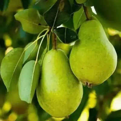 Груша СЕВЕРЯНКА колонновидная в Осиповичах