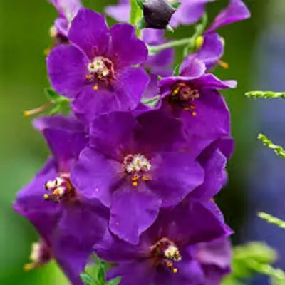 Коровяк ВИОЛЕТТА (вербаскум) в Осиповичах