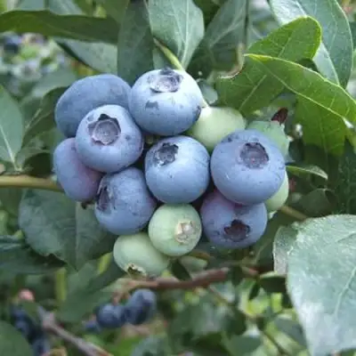 Голубика БЛЮЭТТА в Осиповичах