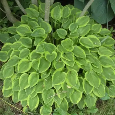 Хоста ГОЛДЕН ТИАРА в Осиповичах