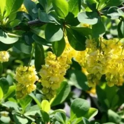 Барбарис ИНДИАН САММЕР  в Осиповичах