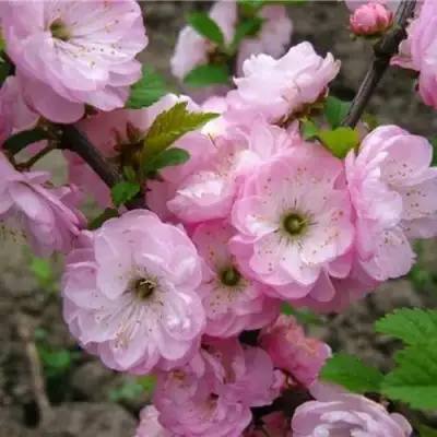 Миндаль ТРЁХЛОПАСТНЫЙ (луизеания) в Осиповичах