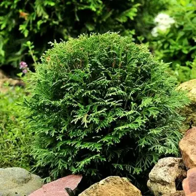 Туя ДАНИКА западная в Осиповичах