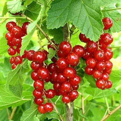 Смородина красная ФЕРТОДИ в Осиповичах