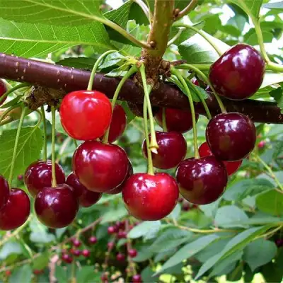 Вишня БРУСНИЦЫНА степная в Осиповичах