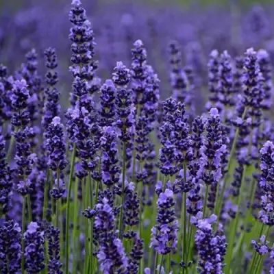 Лаванда МАНСТЕД узколистная в Осиповичах