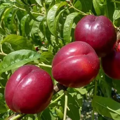 Нектарин БИГ-ТОП в Осиповичах