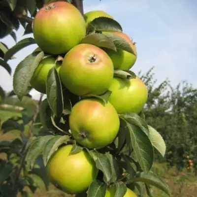 Яблоня ЛУКОМОР колонновидная в Осиповичах