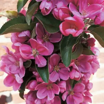 Яблоня ЗЕЛЁНЫЙ БУКЕТ декоративная в Осиповичах