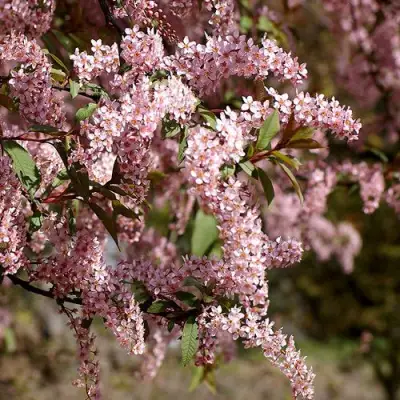Черемуха НЕЖНОСТЬ в Осиповичах