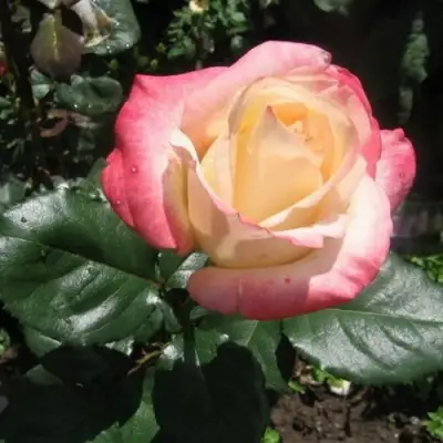 Роза БЕЛА ПЕРЛА чайно-гибридная в Осиповичах