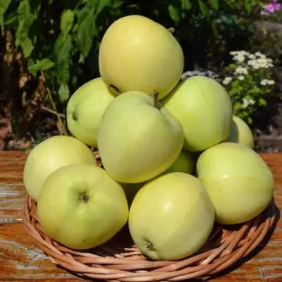 Яблоня ПАПИРОВКА в Осиповичах