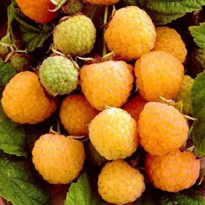 Малина ЗОЛОТЫЕ КУПОЛА в Осиповичах