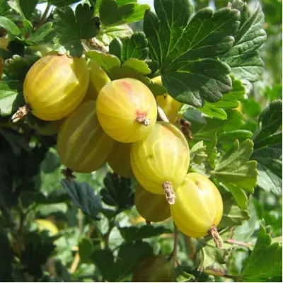 Крыжовник БЕРИЛЛ в Осиповичах