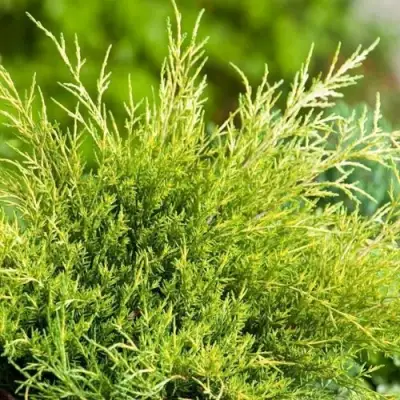 Можжевельник ОЛД ГОЛД средний в Осиповичах