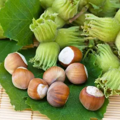 Фундук КРЕПКИЙ ОРЕШЕК в Осиповичах