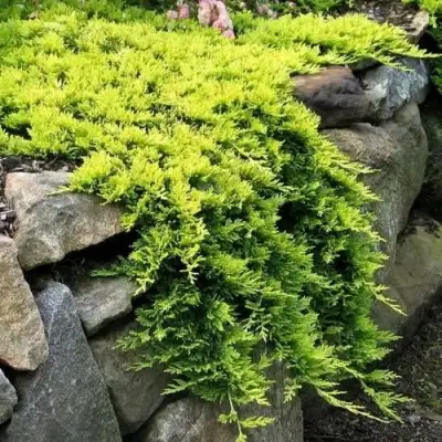 Можжевельник ГОЛДЕН КАРПЕТ горизонтальный  в Осиповичах