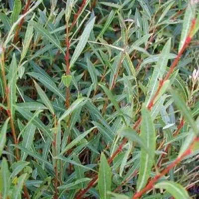 Ива НАНА пурпурная в Осиповичах