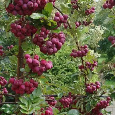 Рябина ДЕСЕРТНАЯ МИЧУРИНА сладкоплодная в Осиповичах