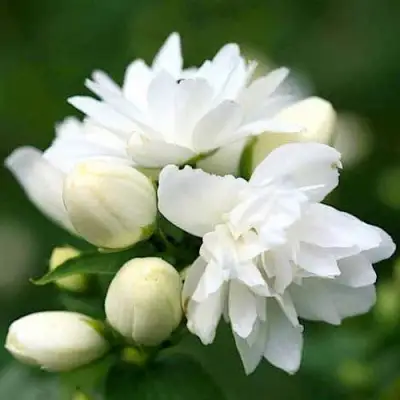 Жасмин ШНЕЕШТРУМ в Осиповичах