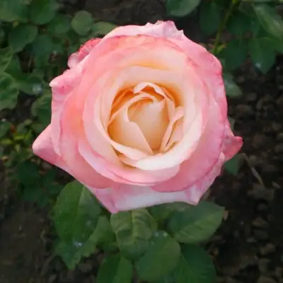 Роза БЕЛА ПЕРЛА чайно-гибридная в Осиповичах