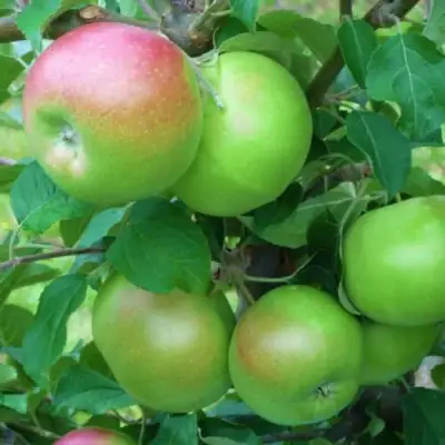 Яблоня НАВАВИТА в Осиповичах