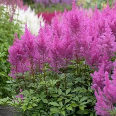 Астильба АМЕТИСТ Арендса в Осиповичах