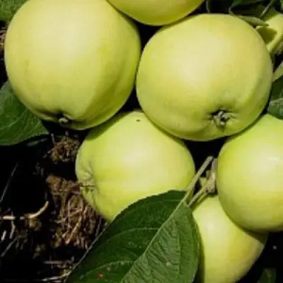 Яблоня ПАПИРОВКА в Осиповичах