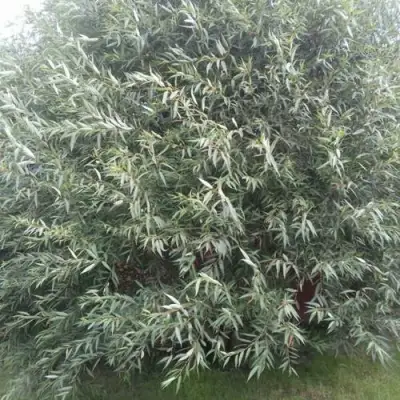 Ива СЕРЕБРИСТАЯ в Осиповичах