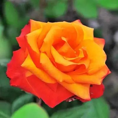 саженцы розы Темпи Модерни