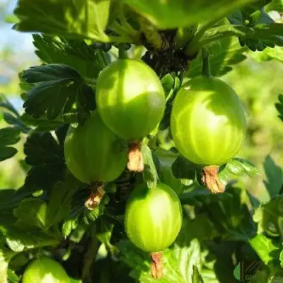 Крыжовник МАЛАХИТ в Осиповичах