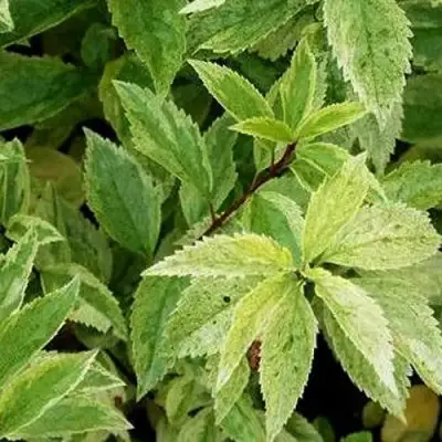 Форзиция ЛЕДНОГОРА промежуточная в Осиповичах