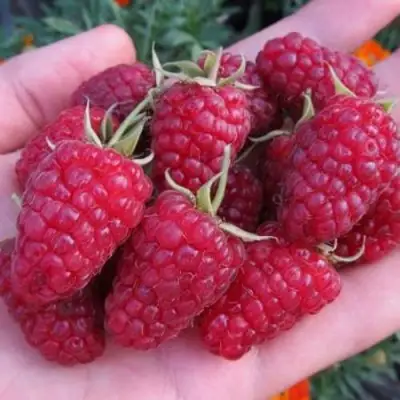 Малина МОСКОВСКИЙ ВЕЛИКАН в Осиповичах