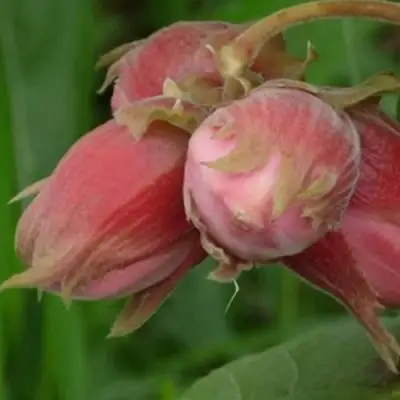Фундук АКАДЕМИК ЯБЛОКОВ в Осиповичах