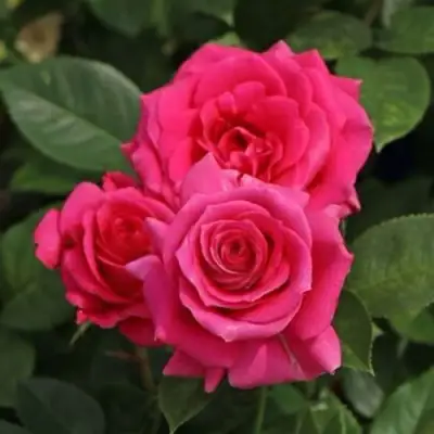 саженцы розы Лав Леттер