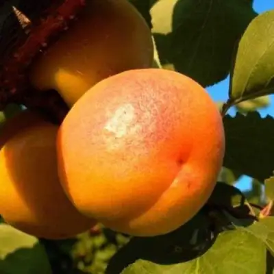 Абрикос СПАДЧЫНА в Осиповичах