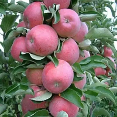 Яблоня АНТЕЙ КИЕВСКИЙ колонновидная в Осиповичах