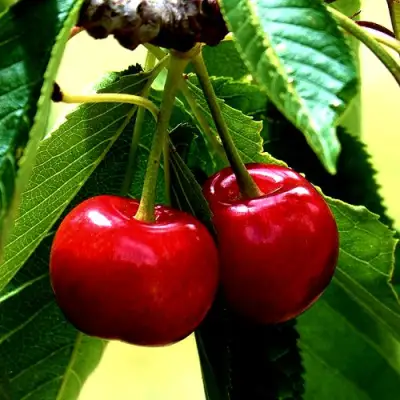 Вишня НИКА в Осиповичах