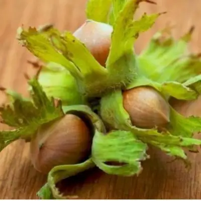 Фундук ГИГАНТ ТАМБОВСКИЙ в Осиповичах