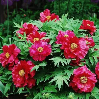 Пион КРАСНЫЙ ЛОТОС древовидный в Осиповичах