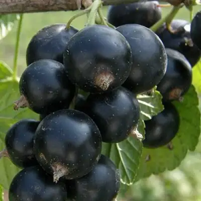 Смородина черная КЛУССОНОВСКАЯ в Осиповичах