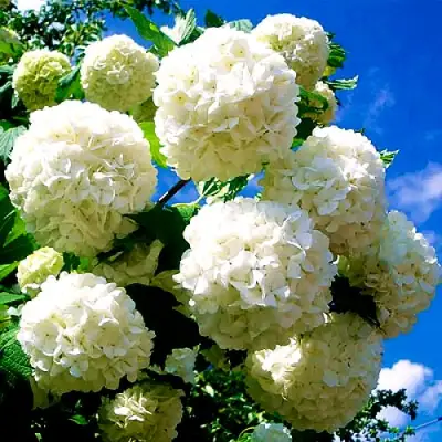 Калина БУЛЬДЕНЕЖ в Осиповичах