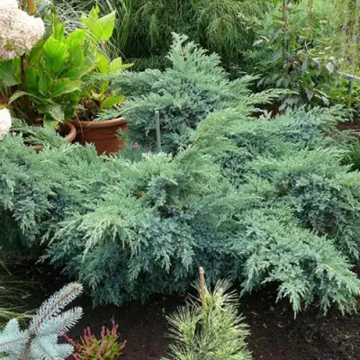 Можжевельник БЛЮ ШВЕД (СВИД) чешуйчатый в Осиповичах