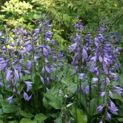 Хоста ГАРРИ ВАН ТРИЕР в Осиповичах